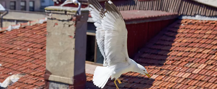 Residential Chimney Animal Removal Solution in Rogers, AR