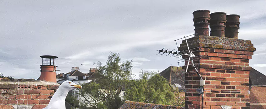 Chimney Cleaning And Restoration in Rogers, Arkansas